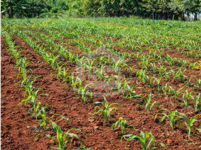 #COD10430 - Terreno para Venda em Itumbiara - GO - 2